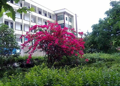 学校三角梅