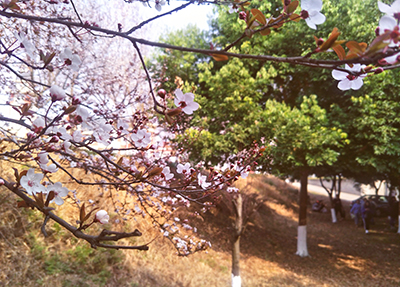学校风景