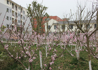学校桃花林